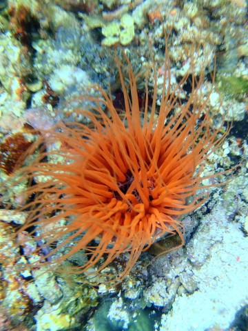 Unterwasser-flower