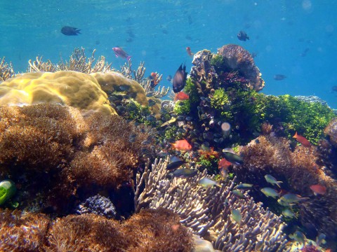 Unterwasserwelt vor Alor